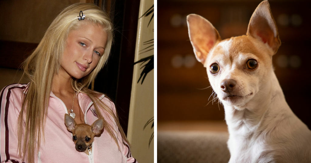 67 Dog Breeds May Soon Be Banned In The UK—Is Your Pooch On The List? 67 Dog Breeds May Soon Be Banned In The UK—Is Your Pooch On The List?